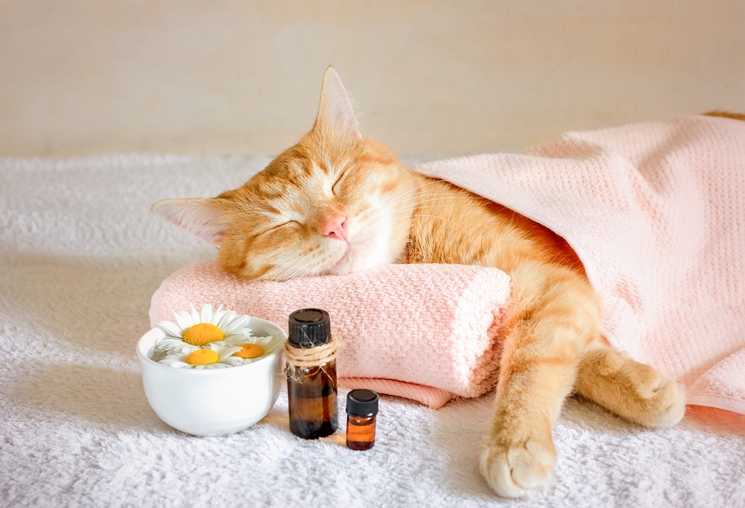 Sleeping,Cat,On,A,Massage,Towel.,Also,In,The,Foreground